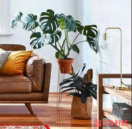 在澳洲生活，幫你盤點那些省時又省錢的家居實用好物